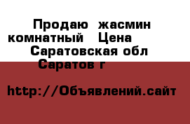 Продаю  жасмин комнатный › Цена ­ 1 000 - Саратовская обл., Саратов г.  »    
